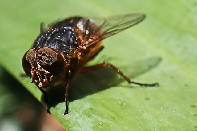 pest exterminator