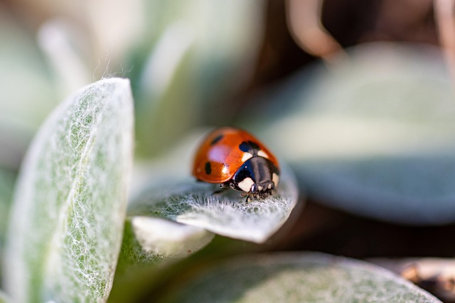 pest exterminator