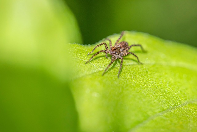 pest exterminator