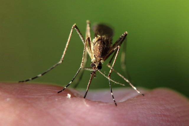 pest exterminator