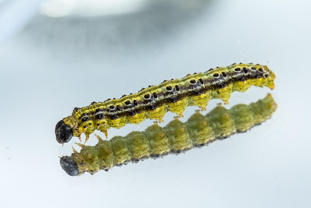 pest exterminator