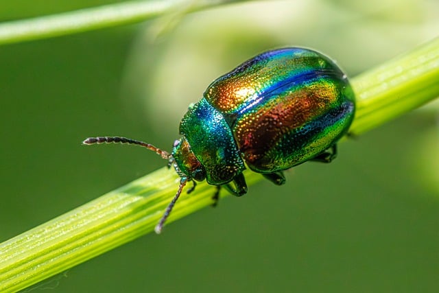pest exterminator