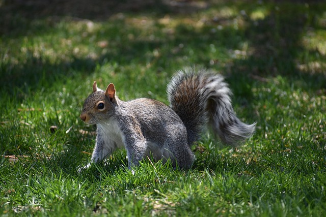 pest exterminator