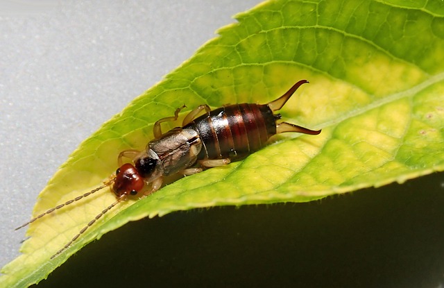 pest exterminator
