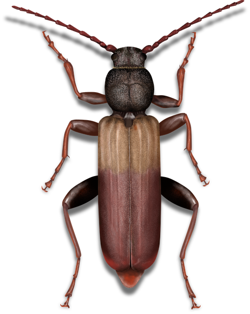 pest exterminator