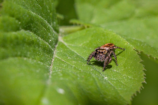 pest exterminator