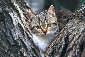 Citrus Bright: Expert Carpet Deodorizing for East Valley Pet Owners