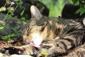Citrus Bright: Expert Pet Urine Carpet Cleaning for East Valley Homes