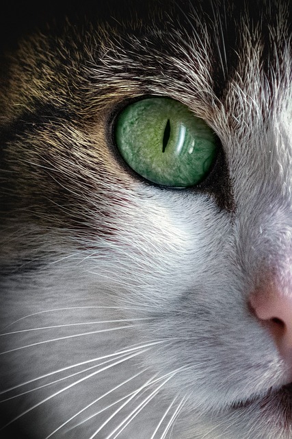 pet urine carpet cleaning