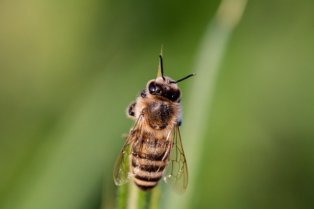 pollen removal from carpet
