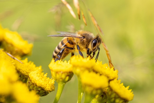 pollen removal from carpet