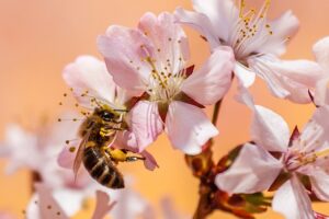 Citrus Bright: Allergy-Sensitive Carpet Cleaning for Healthier Homes