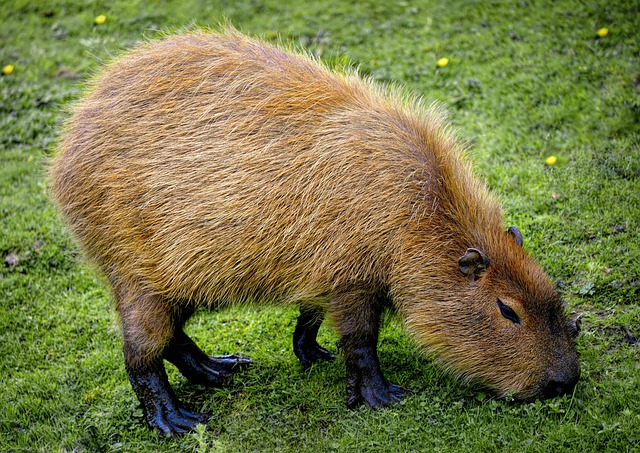 Professional Rodent Control