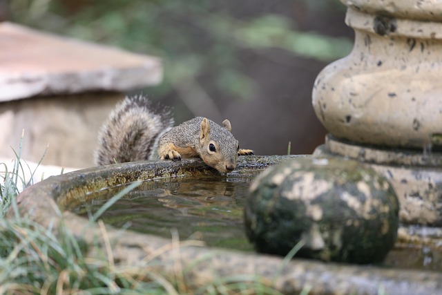 Professional Rodent Control