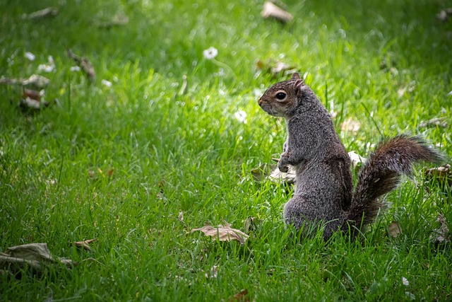 Professional Rodent Control
