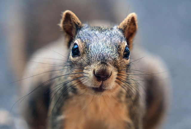 Professional Rodent Control