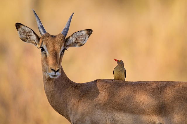 relationship counseling Gilbert