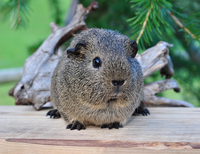Rodent Control