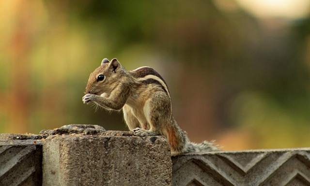 Rodent Control