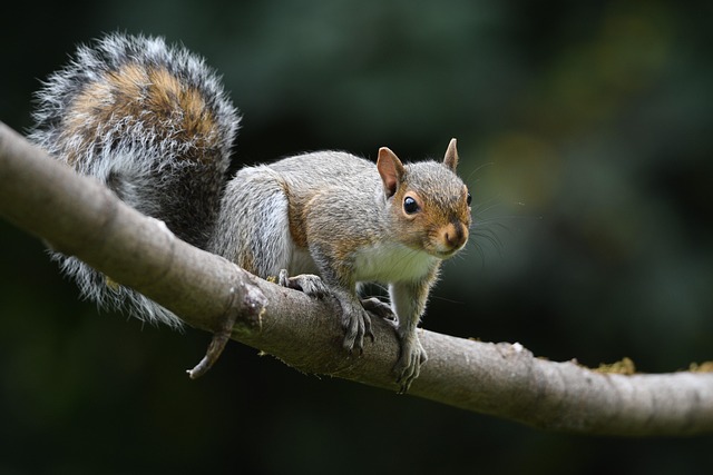 Rodent Control