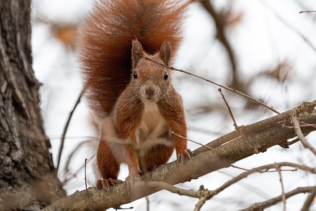 Rodent Control
