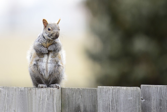 Rodent Control