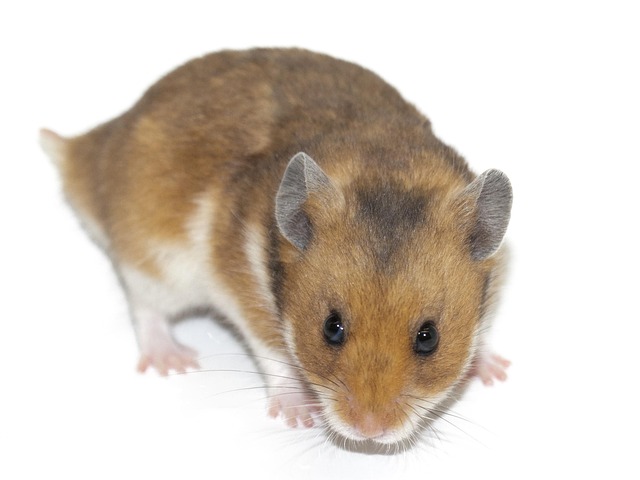 Rodent Control