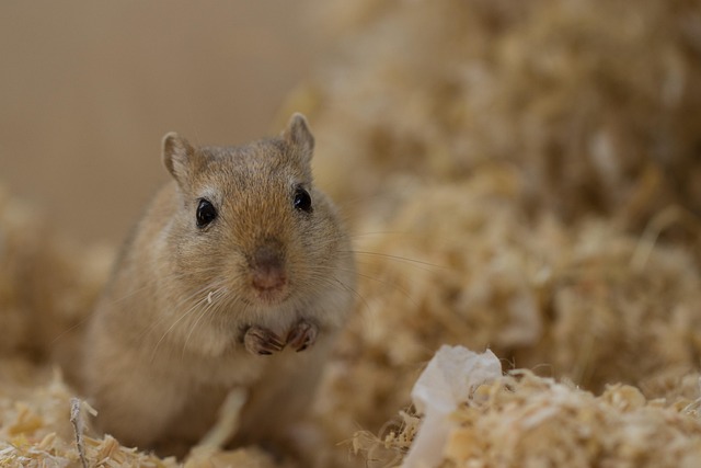 Rodent Control