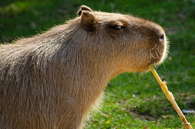 Rodent Control