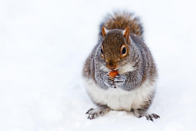 Rodent Control