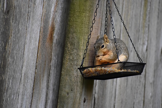Rodent Control