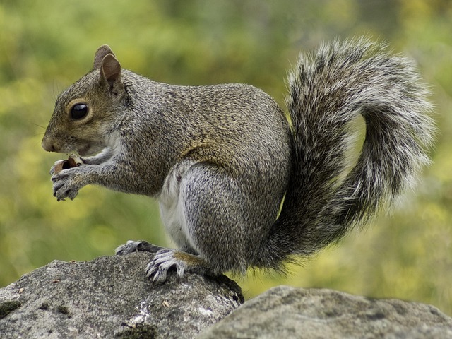 Rodent Control