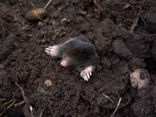 Rodent Control