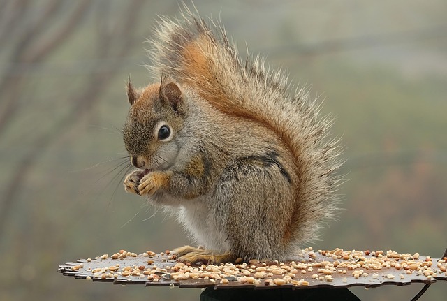 Rodent Control