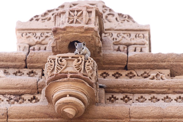 Rodent Control
