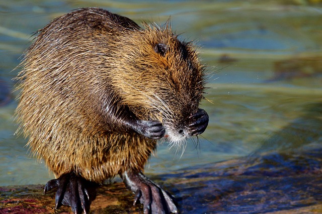 Rodent Control