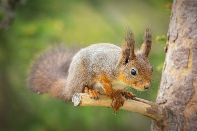 Rodent Control