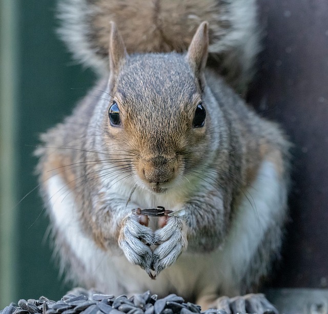 Rodent Control
