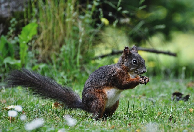 Rodent Control
