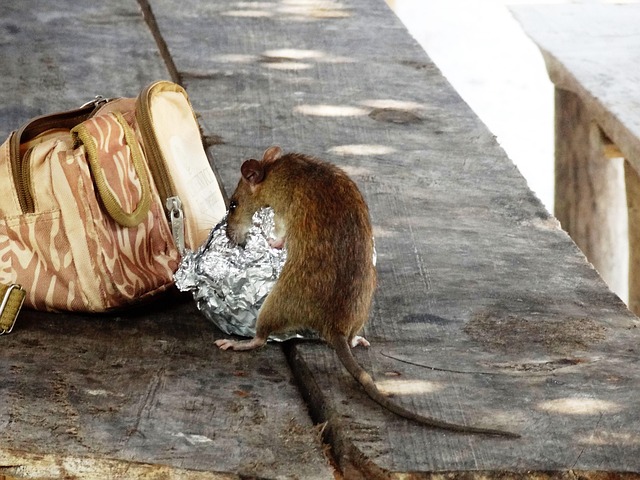Rodent Control