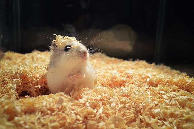 Rodent Control