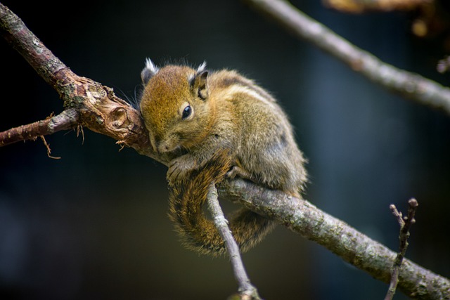 Rodent Control