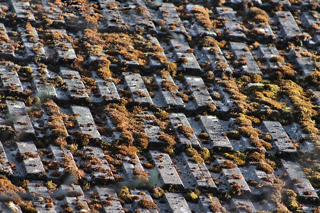 roof coatings near me