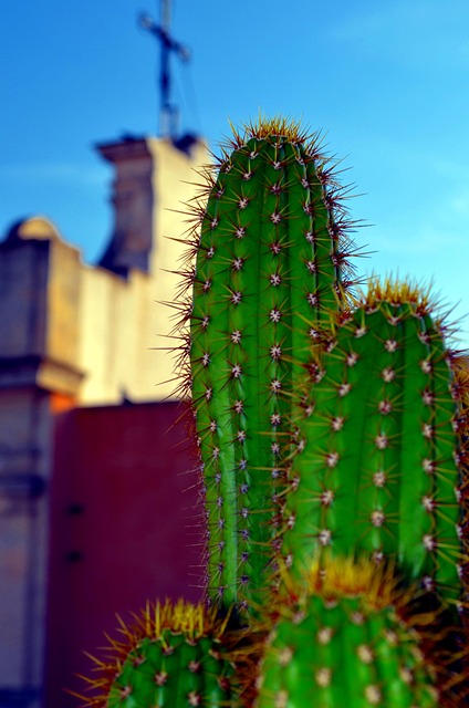 Scottsdale fat freezing