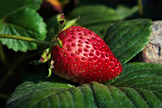 semaglutide diet program