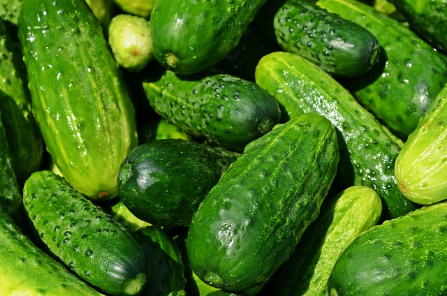 semaglutide diet program