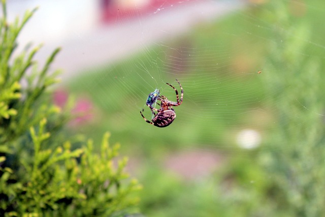 small biz web design