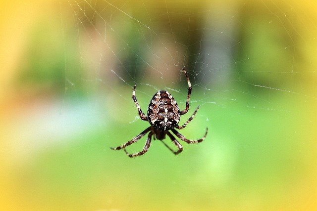 small business web designers