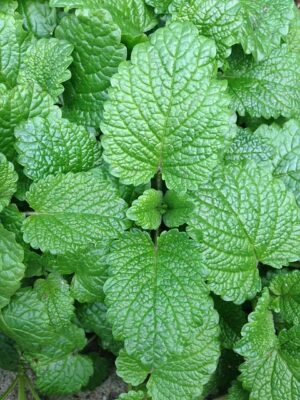 Citrus Bright: Natural Smell Removal for Healthy Carpet Hygiene