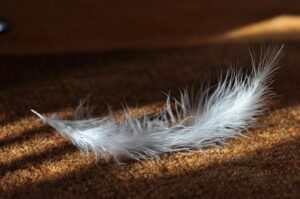 Citrus Bright: Revitalize Carpets with Premium Lathering Service